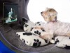 $30,000 Dog House From Samsung – For Those Who Are Filthy Rich Samsung Dream Doghouse with Tablet